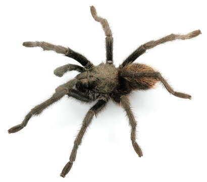 Image of Aphonopelma chiricahua Hamilton, Hendrixson & Bond 2016