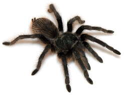 Image of Aphonopelma catalina Hamilton, Hendrixson & Bond 2016