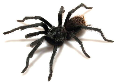 Image of Aphonopelma catalina Hamilton, Hendrixson & Bond 2016