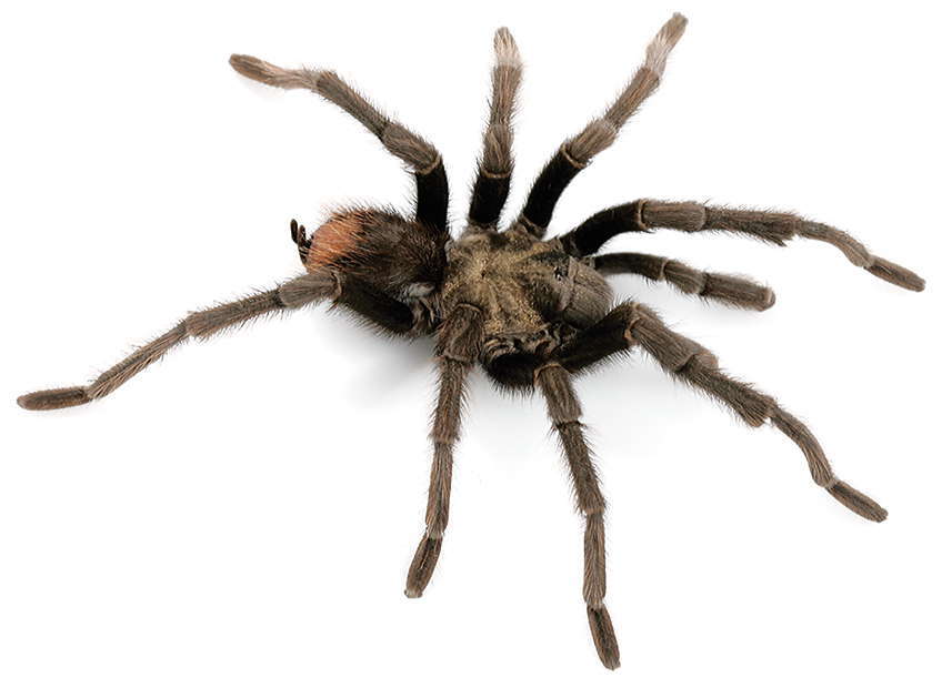 Image of Aphonopelma eutylenum Chamberlin 1940