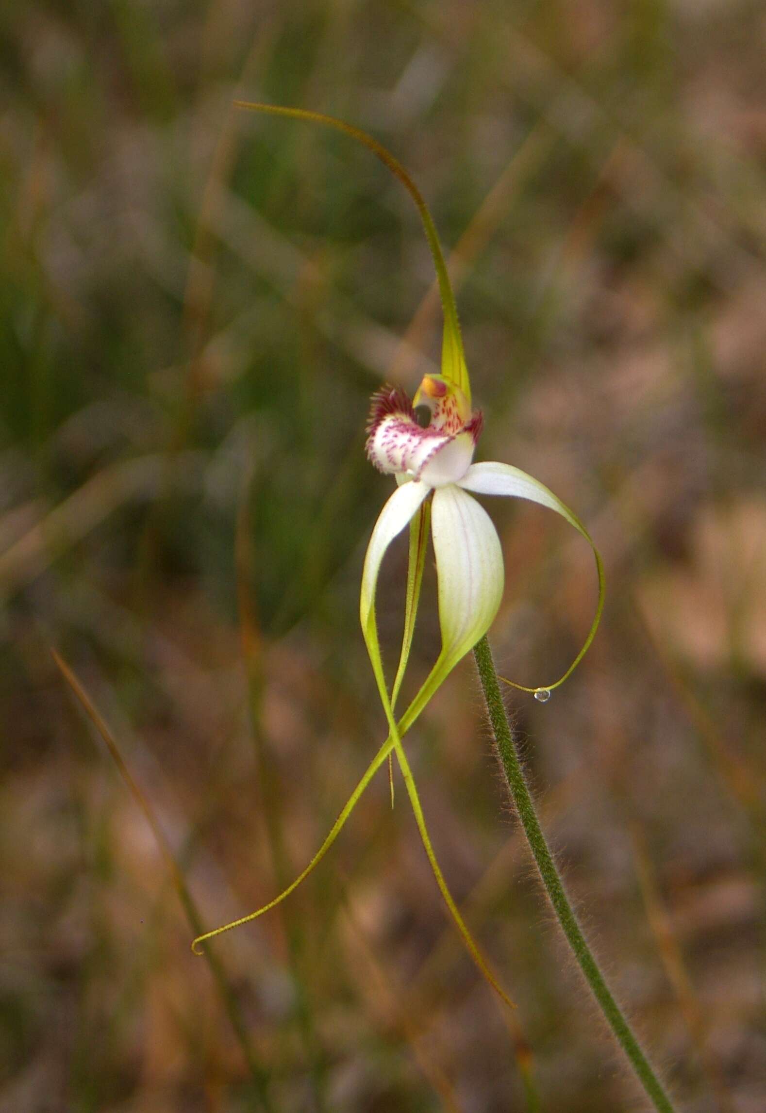 Image of Caladenia longicauda Lindl.