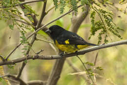 Image of Yellow-bellied Siskin