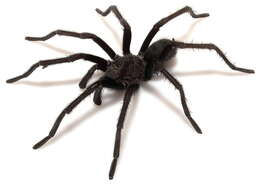 Image of Aphonopelma joshua Prentice 1997