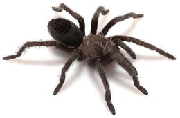 Image of Aphonopelma joshua Prentice 1997