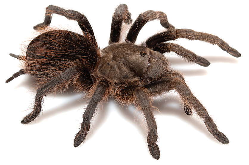 Image of Aphonopelma madera Hamilton, Hendrixson & Bond 2016