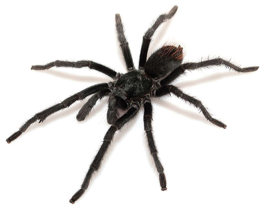 Image of Aphonopelma madera Hamilton, Hendrixson & Bond 2016