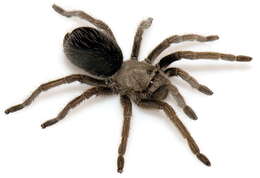 Image of Aphonopelma mareki Hamilton, Hendrixson & Bond 2016