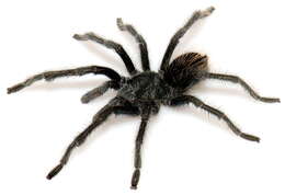 Image of Aphonopelma mareki Hamilton, Hendrixson & Bond 2016