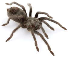 Image of Mojave Desert Dwarf Tarantula