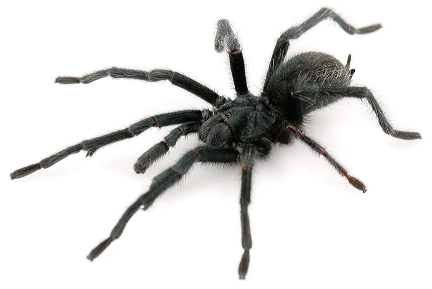 Image of Mojave Desert Dwarf Tarantula