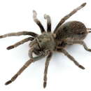 Image of Aphonopelma parvum Hamilton, Hendrixson & Bond 2016