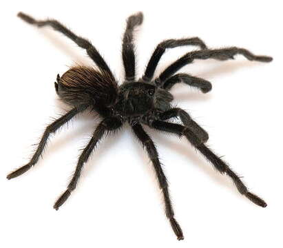 Image de Aphonopelma paloma Prentice 1993