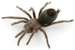 Image of Paloma Dwarf Tarantula