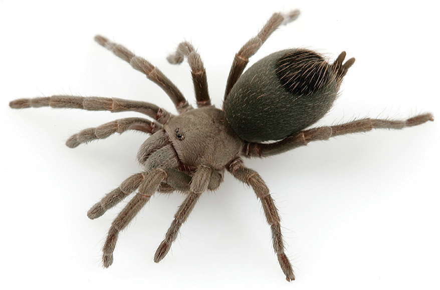 Image of Paloma Dwarf Tarantula