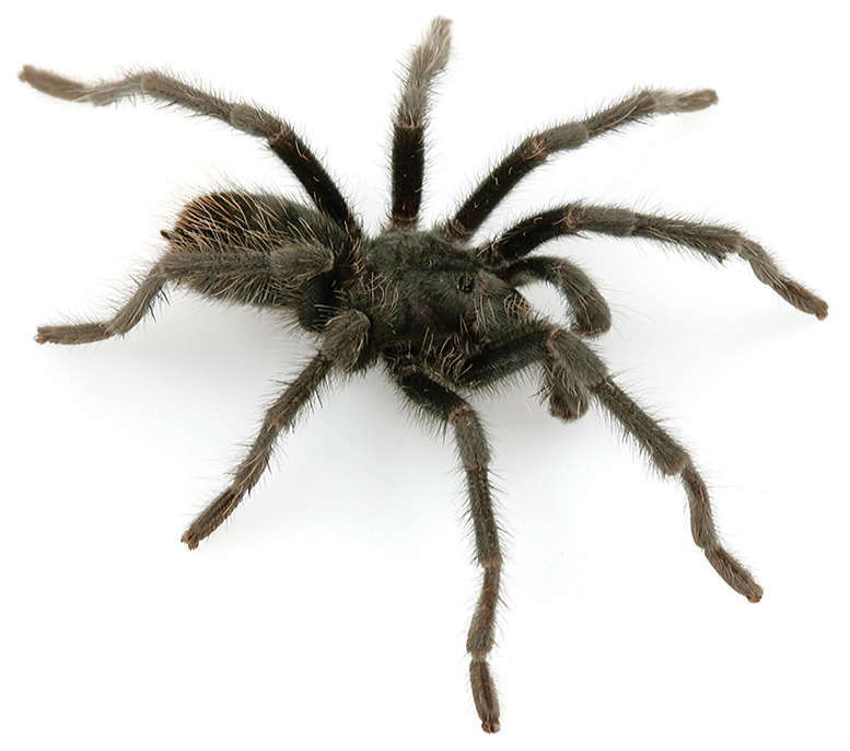 Image of Aphonopelma parvum Hamilton, Hendrixson & Bond 2016