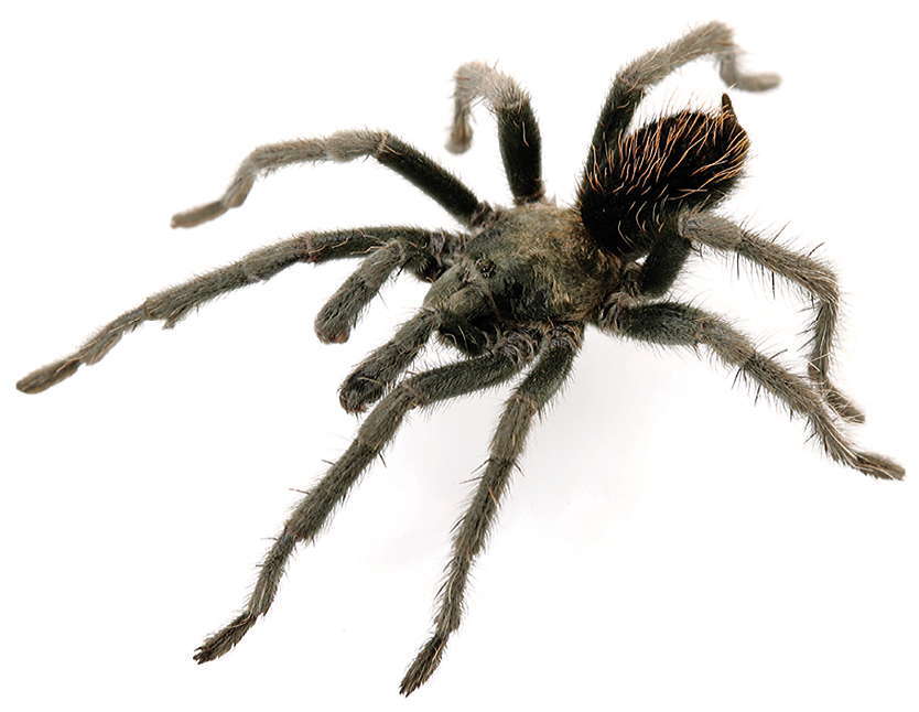 Image of Aphonopelma saguaro Hamilton 2016