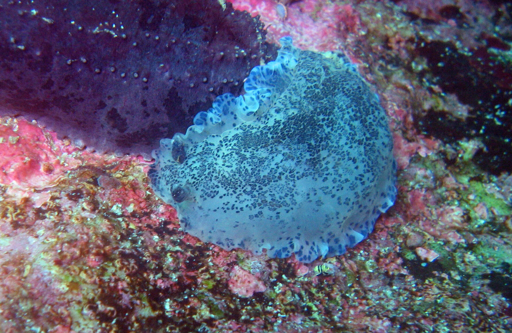 Image of Blue-speckled nudibranch