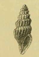 Image of Awateria Suter 1917