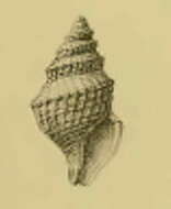 Image of Awateria watsoni (E. A. Smith 1891)