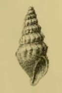 Image of Awateria hoylei (E. A. Smith 1891)