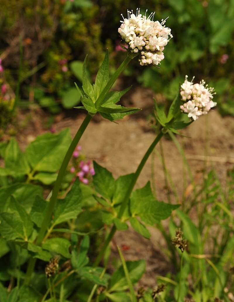 Image of Mountain Heliotrope