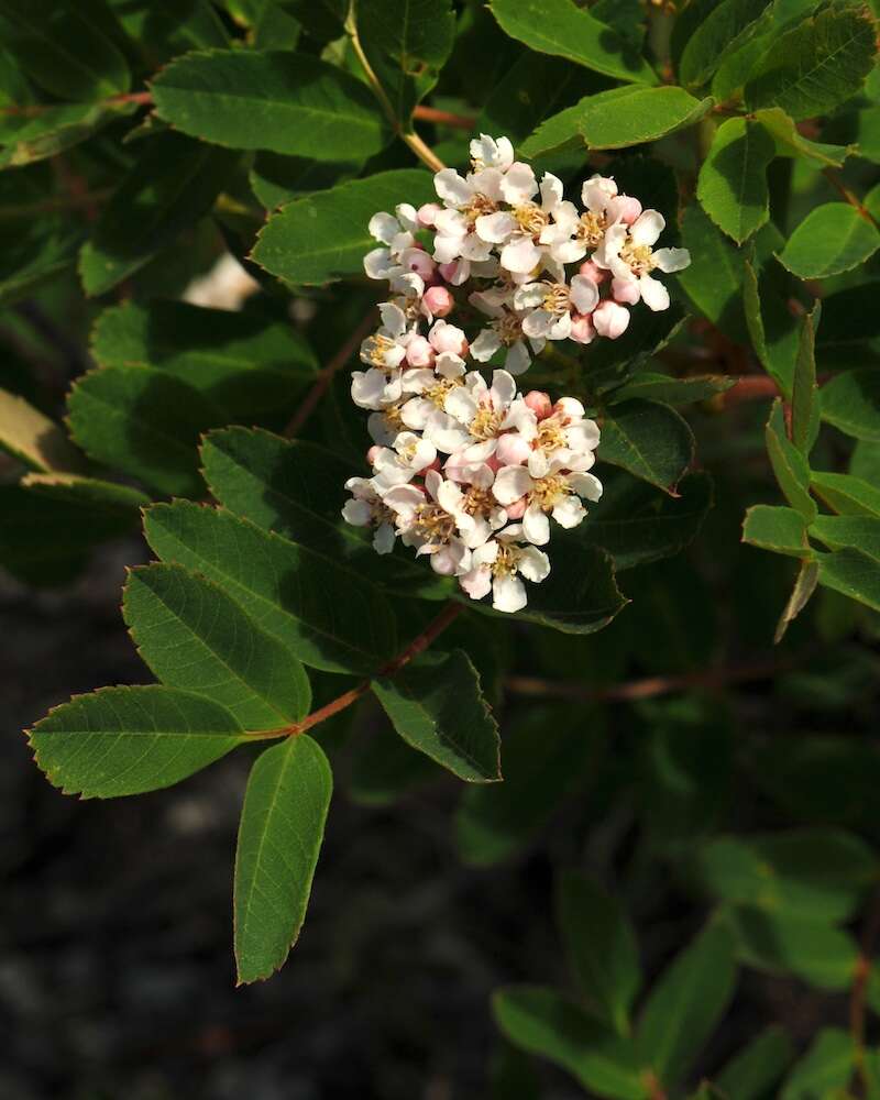 Image of western mountain ash