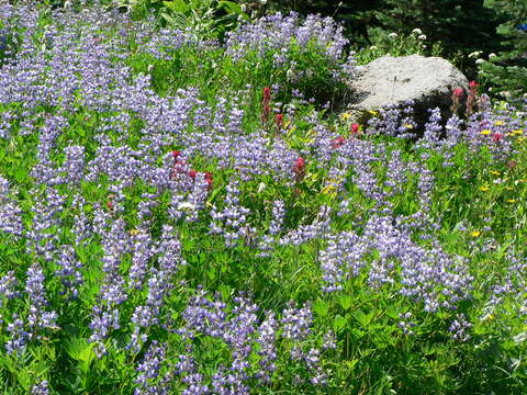 Image of broadleaf lupine