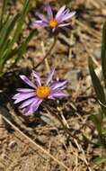 Image of tundra aster