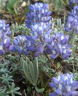 Image of Pacific lupine