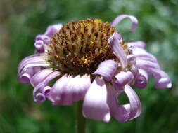 Слика од Eucephalus ledophyllus (A. Gray) Greene