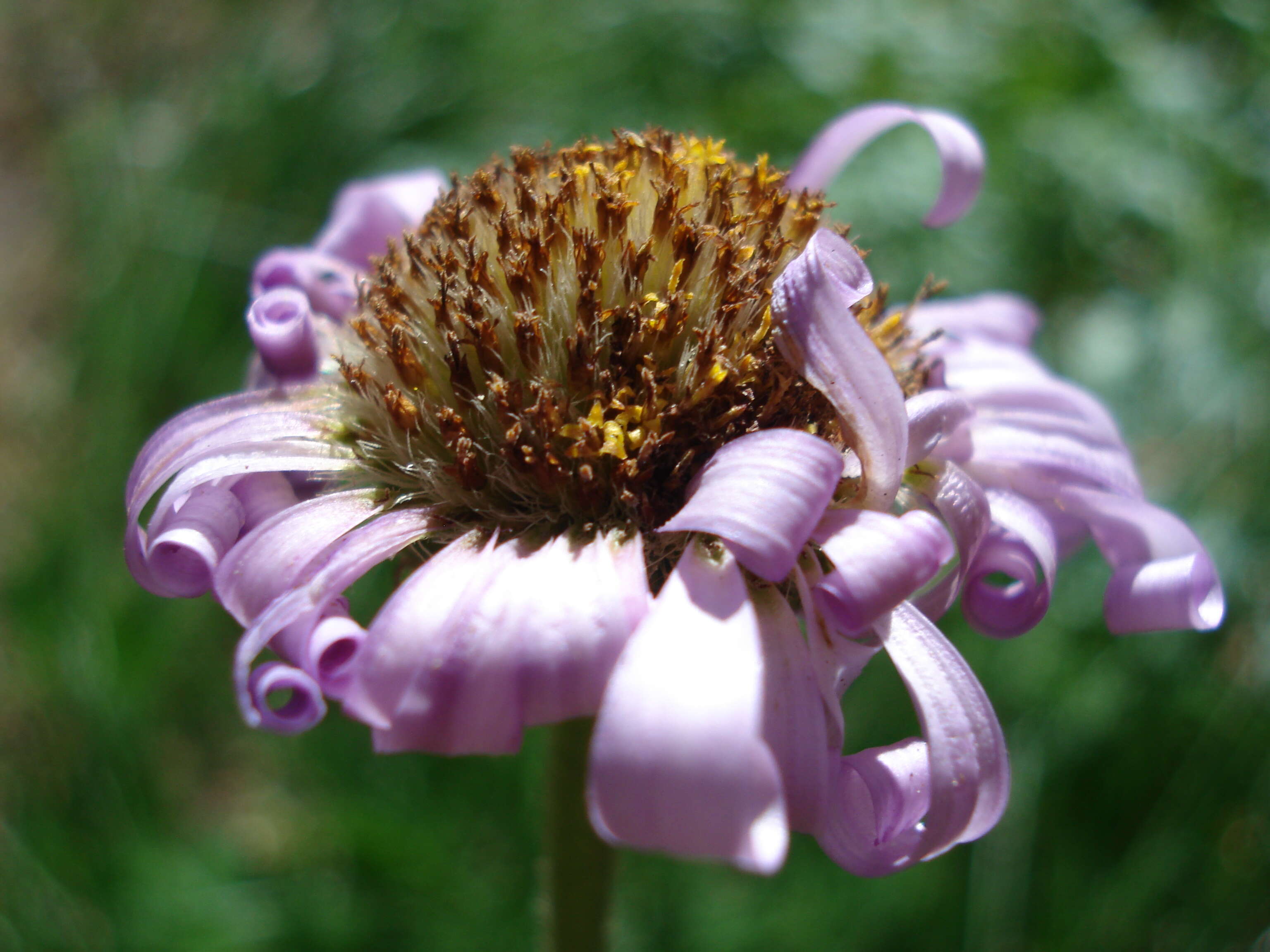 Слика од Eucephalus ledophyllus (A. Gray) Greene