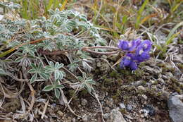 Image of Pacific lupine