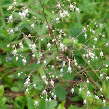 Image of crevice alumroot