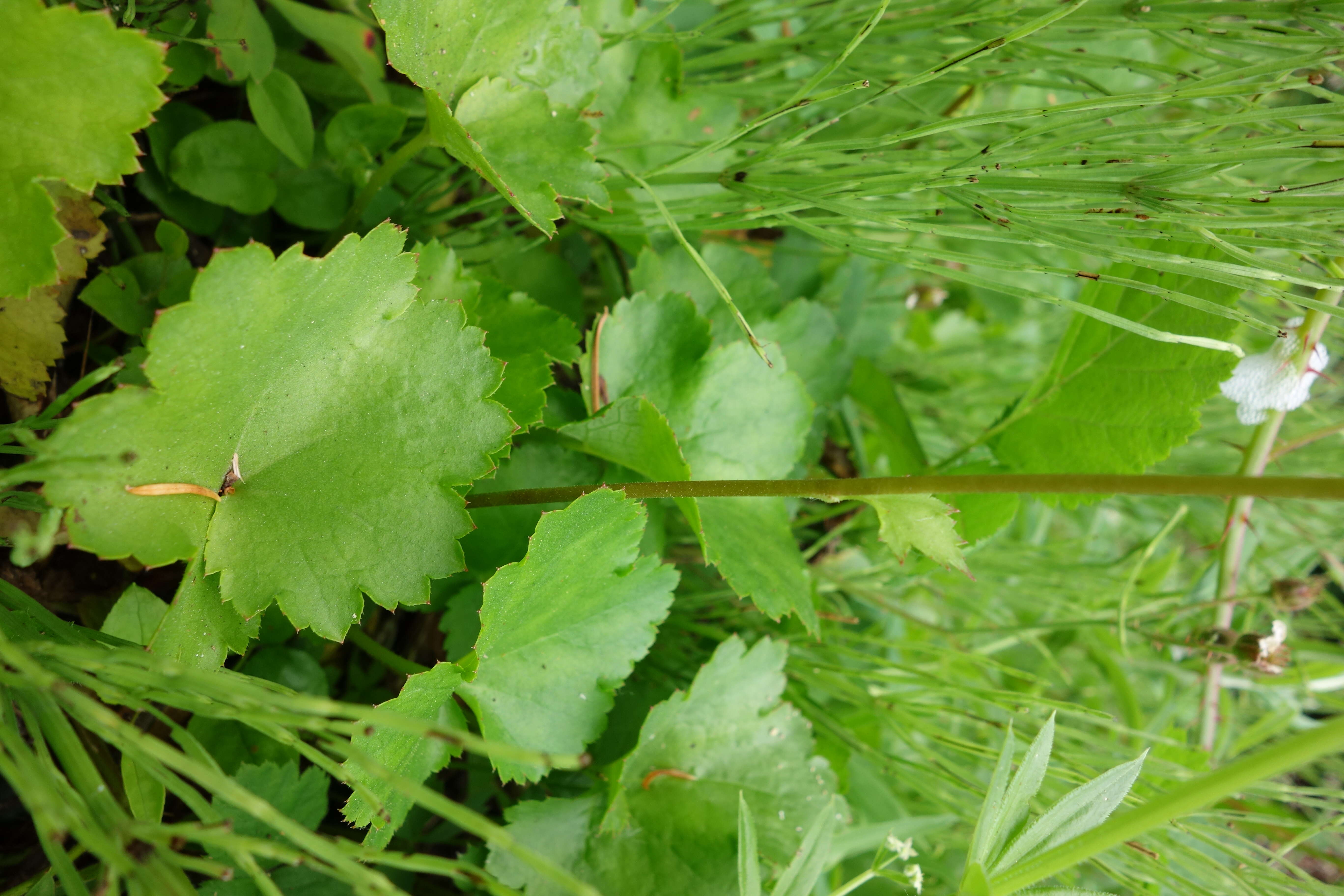 Image of crevice alumroot