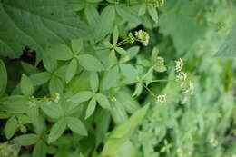 Galium oreganum Britton resmi