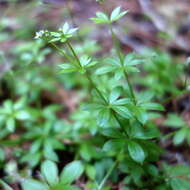 Image of fragrant bedstraw