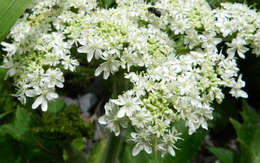 Plancia ëd Heracleum sphondylium subsp. montanum (Schleicher ex Gaudin) Briq.