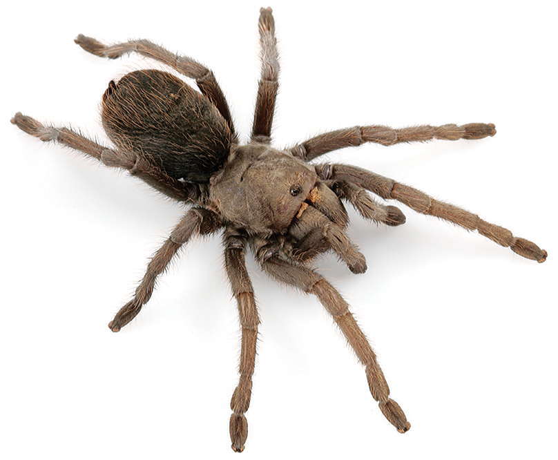 Image of Tuscan Bronze Tarantula