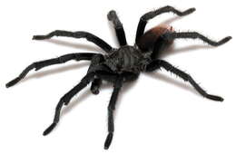 Image of Tuscan Bronze Tarantula