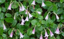 Image of Twinflower