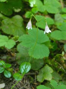 Image of Twinflower