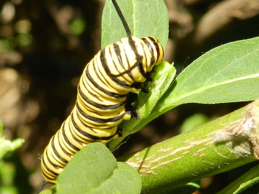 Sivun Danaus (Anosia) erippus Cramer 1775 kuva