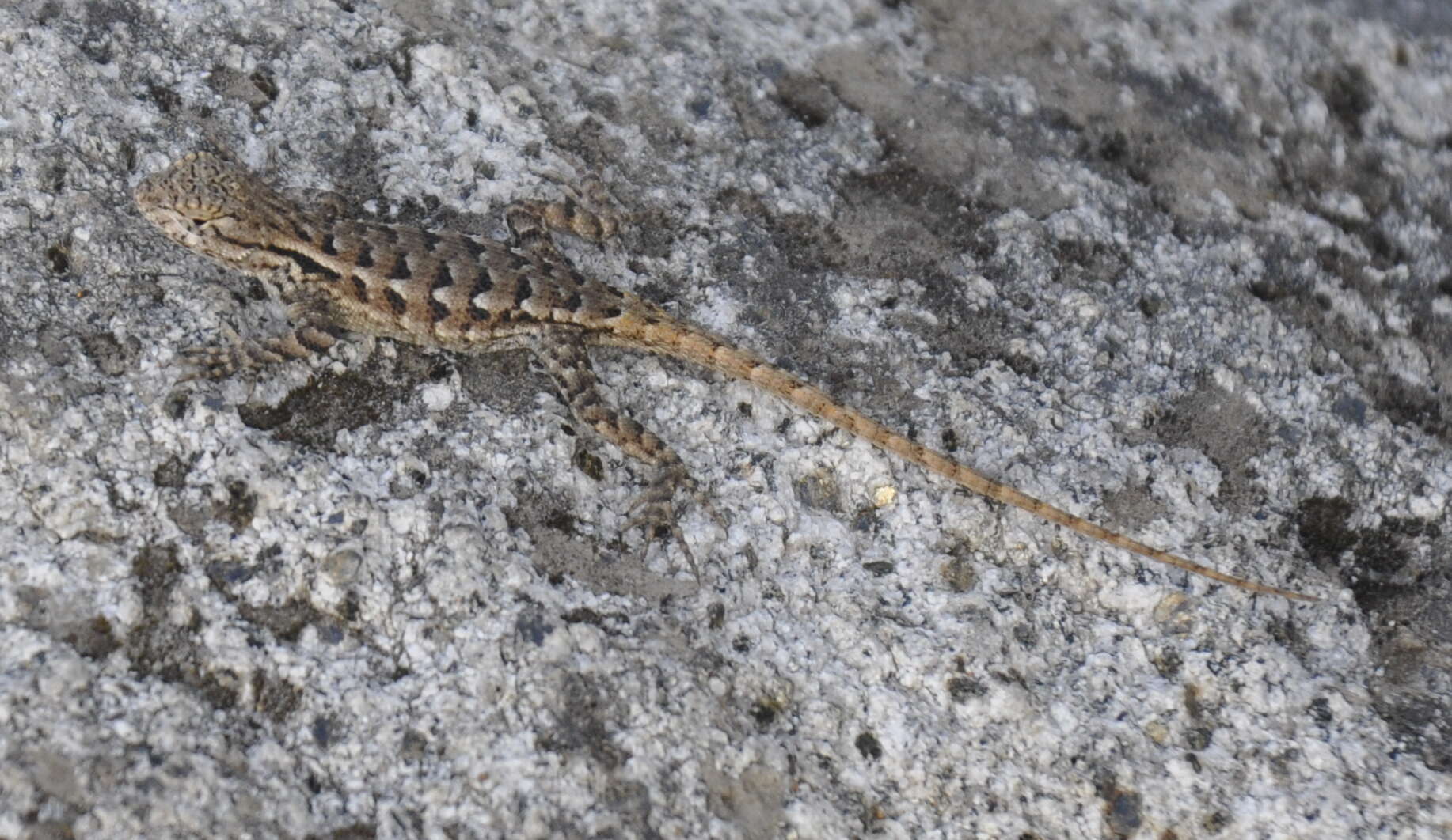 Image of Sceloporus occidentalis taylori Camp 1916