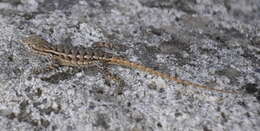 Image of Sceloporus occidentalis taylori Camp 1916