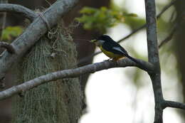 Image of White-winged Apalis