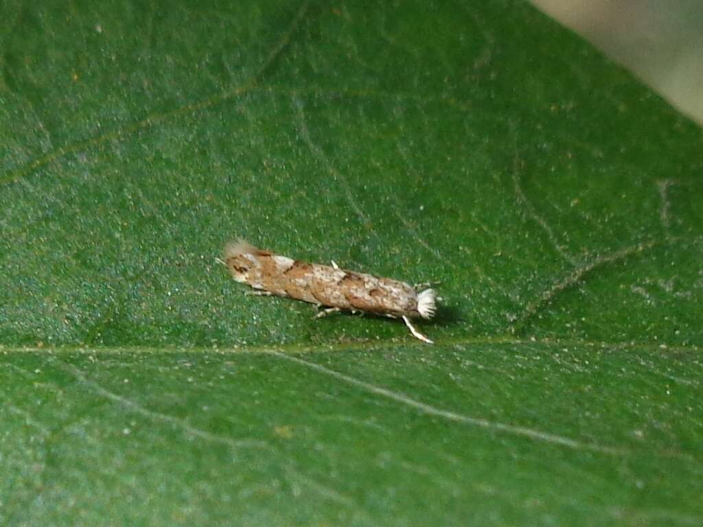 Image of Phyllonorycter pastorella (Zeller 1846)