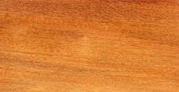 Image of African mahogany