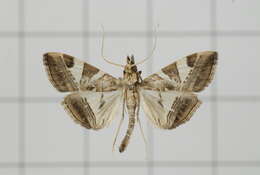 Sivun Agrioglypta itysalis Walker 1859 kuva