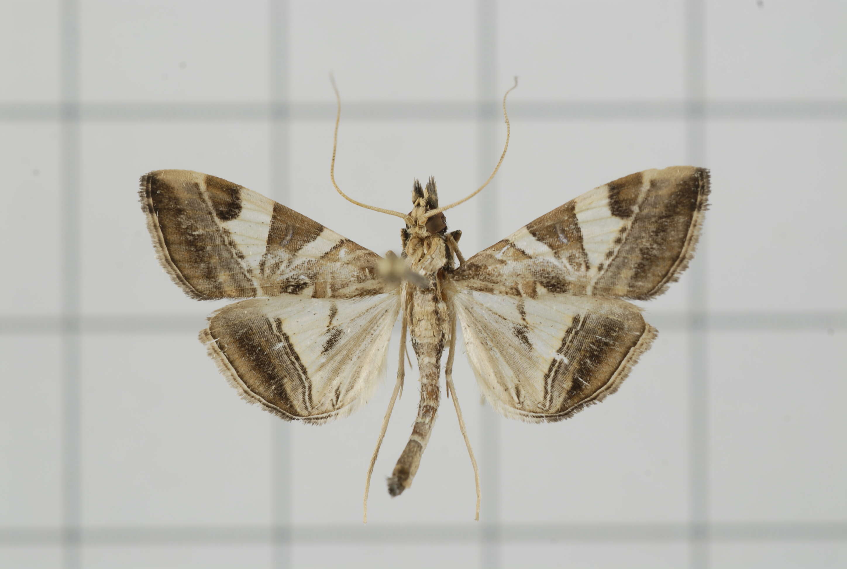 Sivun Agrioglypta itysalis Walker 1859 kuva