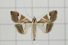 Sivun Agrioglypta itysalis Walker 1859 kuva